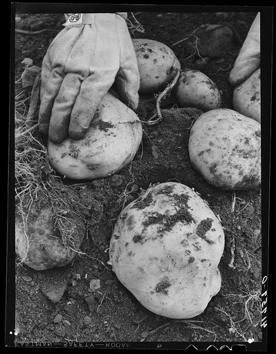 Untitled photo, possibly related to: Aroostook potatoes of the Katahdin variety on one of the farms of the Woodman Potato Company near Caribou, Maine
