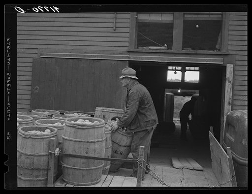 Unloading potatoes at one of the storage houses in Caribou, Maine