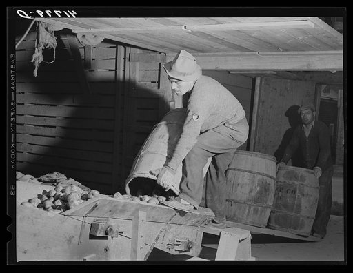 Dumping potatoes into the "hopper" end of a grader at the Woodman Potato Company in Caribou, Maine