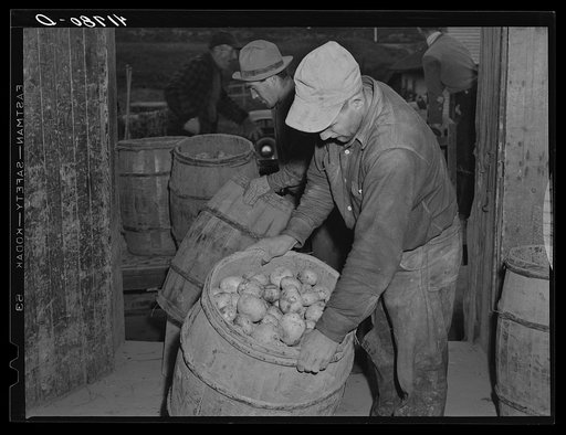 Unloading potatoes at the Woodman Potato Company in Caribou, Maine