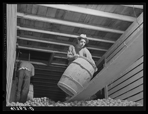 Dumping potatoes into one of the storage bins at the Woodman Potato Company. Caribou, Maine