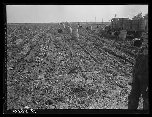 Untitled photo, possibly related to: Gathering potatoes of one of the farms off the Woodman Potato Company. On the right a double row tractor is being used. Eleven miles north of Caribou, Maine