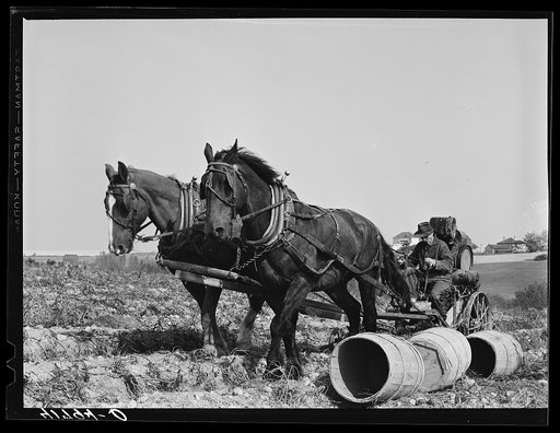 Horse-drawn potato digger on the farm of a FSA (Farm Security Administration) client near Caribou, Maine