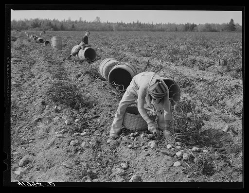 Children picking potatoes in a field near Caribou, Maine. Schools in the area did not open until the potatoes were harvested