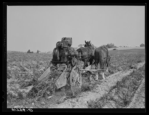 Untitled photo, possibly related to: Section of a potato digger in operation (rear) on a farm near Caribou, Maine