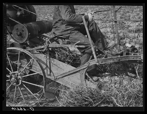 Section of a potato digger in action (front) on a farm near Caribou, Maine