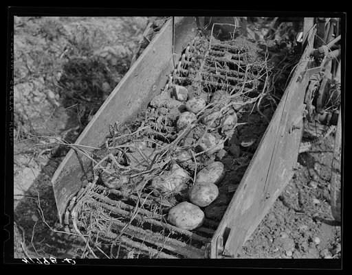 Section of a potato digger in operation (rear) on a farm near Caribou, Maine