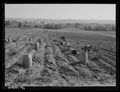 Gathering potatoes on a farm near Caribou, Maine