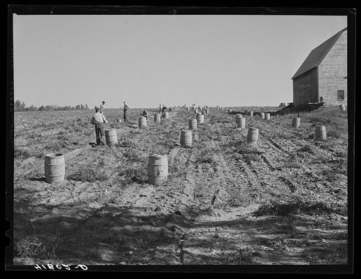 Untitled photo, possibly related to: Gathering potatoes on a farm near Caribou, Maine