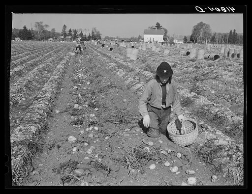 Untitled photo, possibly related to: One of the pickers on a large farm near Caribou, Maine