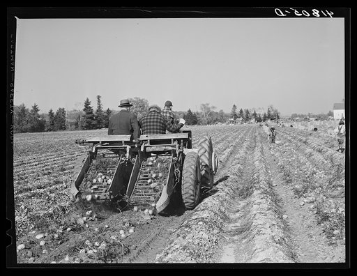 Double-row digger being used on a large potato farm near Caribou, Maine. Man on left is a representative of a fertilizer company