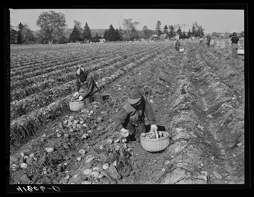 Children picking potatoes on a large farm near Caribou, Maine. Schools do not open until the potatoes are harvested