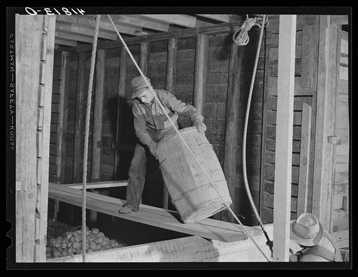 Hoisting and dumping potatoes in a storage barn on one of the farms of the Woodman Potato Company. Eleven miles north of Caribou, Maine