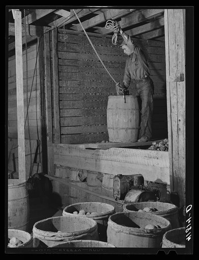 Hoisting and dumping potatoes in a storage barn on one of the farms of the Woodman Potato Company. Eleven miles north of Caribou, Maine