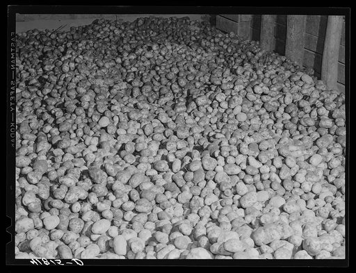 Seed potatoes in a storage bin at the Woodman Potato Company. Eleven miles north of Caribou, Maine
