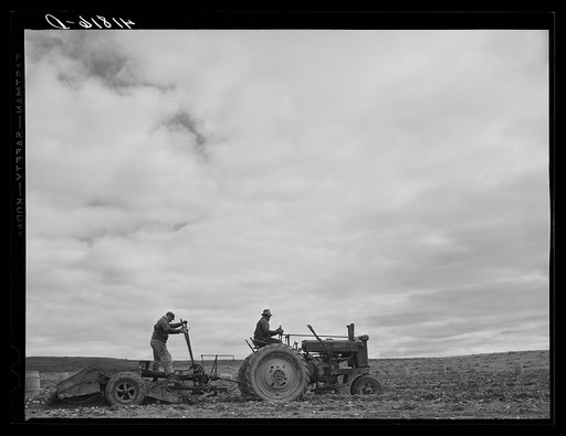 Tractor-drawn potato digger at work on a farm near Caribou, Maine