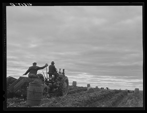 Untitled photo, possibly related to: Tractor-drawn potato digger at work on a farm near Caribou, Maine