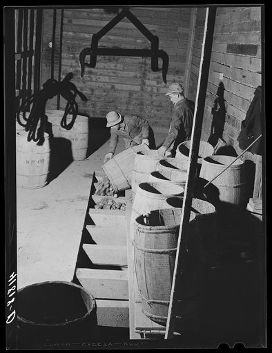 Hoisting and dumping potatoes in a storage barn on one of the farms of the Woodman Potato Company. Eleven miles north of Caribou, Maine