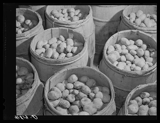 Barrels of seed potatoes at the storage barn of the Woodman Potato Company. Eleven miles north of Caribou, Maine