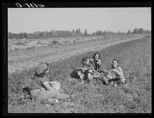 Untitled photo, possibly related to: Part of a potato picking crew having lunch in the field three miles out of Caribou, Maine