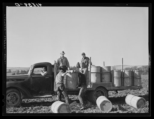 Loading barrels of potatoes from the fields on to a truck to be taken to the storehouse. On a farm near Caribou, Maine