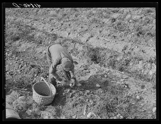 Children picking potatoes on a large farm near Caribou, Maine. Schools do not open until the potatoes are harvested