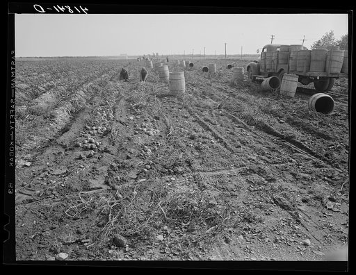 Untitled photo, possibly related to: Truck carrying empty barrels back to the fields on one of the farms of the Woodman Potato Company near Caribou, Maine