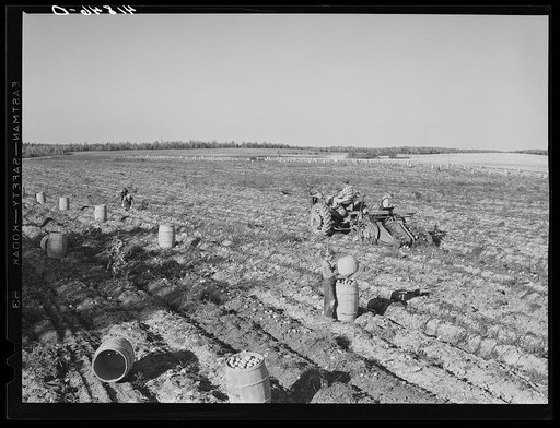 A double row tractor in use on one of the farms of the Woodman Potato Company. Eleven miles north of Caribou, Maine
