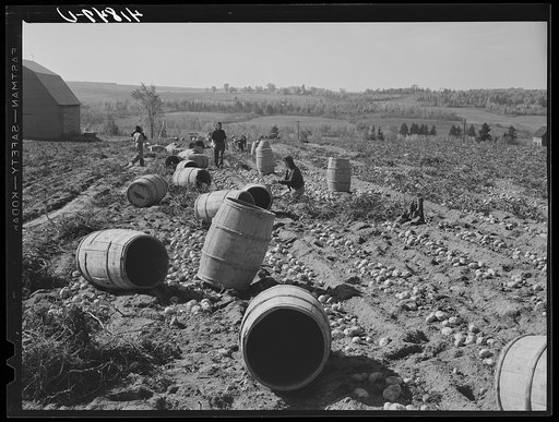 Caribou Potato pickers at work in a field three miles from town. Maine