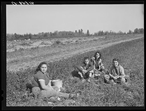 Part of a potato picking crew having lunch in the field three miles out of Caribou, Maine