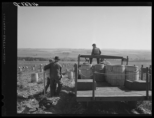 Loading barrels of potatoes on a wagon to be taken to the storage barns on a small farm near Caribou, Maine