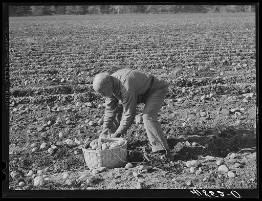 Untitled photo, possibly related to: Old French potato picker on a large farm near Caribou, Maine