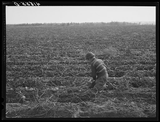 Children picking potatoes on a large farm near Caribou, Maine. Schools do not open until the potatoes are harvested