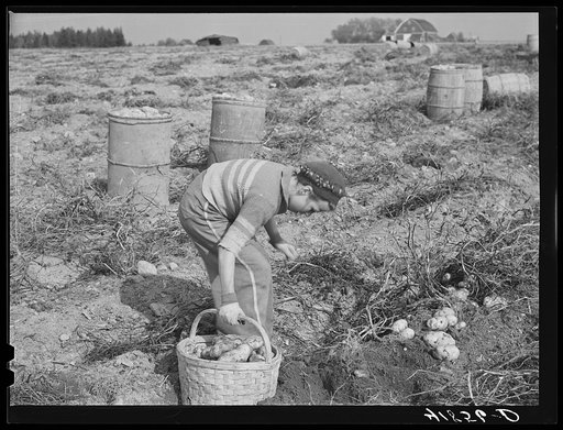 Children picking potatoes on a large farm near Caribou, Maine. Schools do not open until the potatoes are harvested