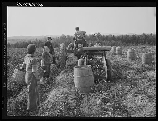 Untitled photo, possibly related to: Harvesting potatoes with a single-row tractor-drawn digger on a farm near Caribou, Maine
