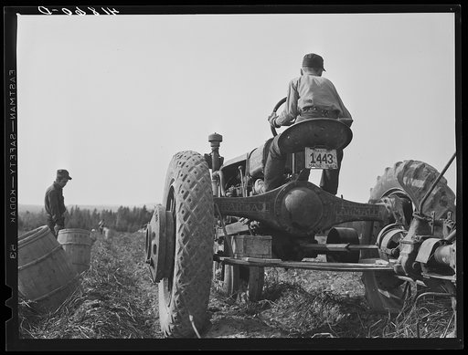 Untitled photo, possibly related to: Harvesting potatoes with a single-row tractor-drawn digger on a farm near Caribou, Maine