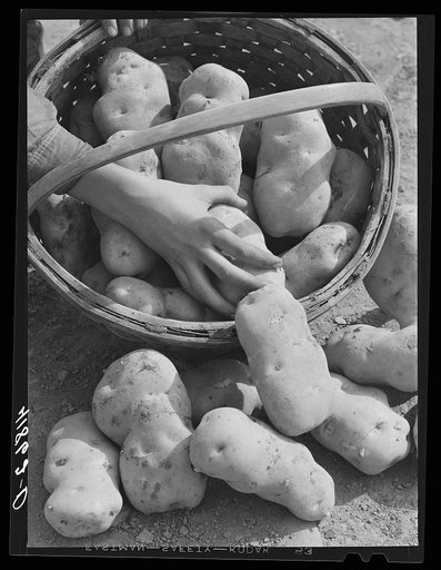 Aroostook potatoes of the Green Mountain variety grown on a farm near Caribou, Maine