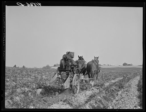 Untitled photo, possibly related to: Rear view of a single-row potato digger used on a small farm near Caribou, Maine