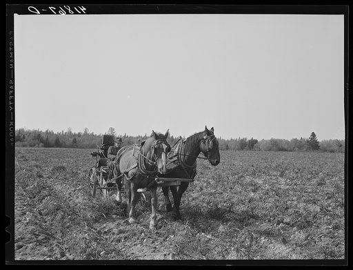 Untitled photo, possibly related to: Rear view of a single-row potato digger used on a small farm near Caribou, Maine