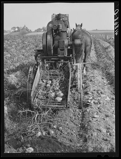 Rear view of a single-row potato digger used on a small farm near Caribou, Maine