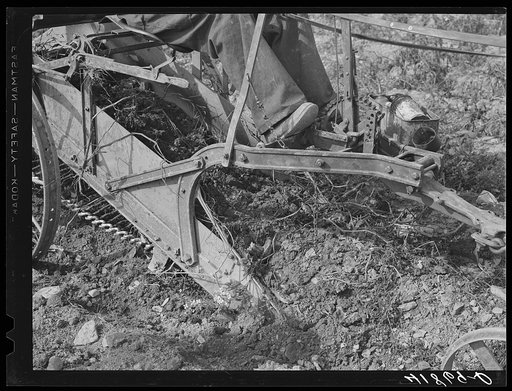 Untitled photo, possibly related to: Section of a potato digger in action (front) on a farm near Caribou, Maine