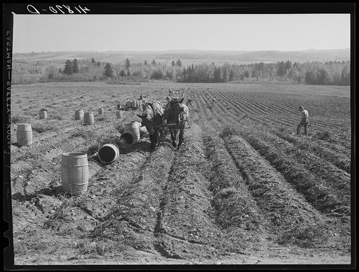 Untitled photo, possibly related to: Gathering potatoes on a farm near Caribou, Maine
