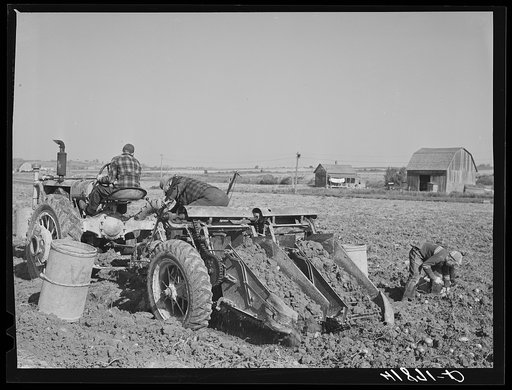 Untitled photo, possibly related to: Double-row digger being used on a large potato farm near Caribou, Maine. Man on left is a representative of a fertilizer company