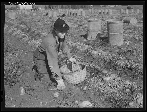 One of the pickers on a large farm near Caribou, Maine
