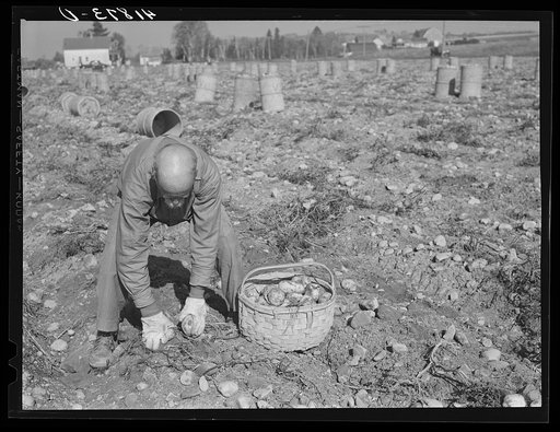 Old French potato picker on a large farm near Caribou, Maine