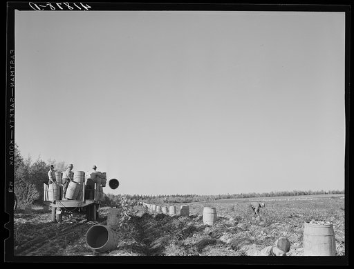 Untitled photo, possibly related to: Loading barrels of potatoes from the fields on to a truck to be taken to the storehouse. On a farm near Caribou, Maine