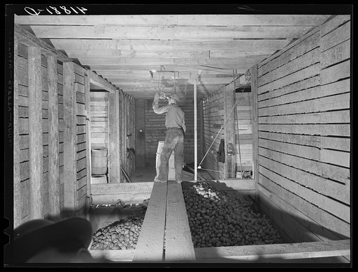 Hoisting potatoes to be dumped into a storage bin at the farm of the Woodman Potato Company. Eleven miles north of Caribou, Maine