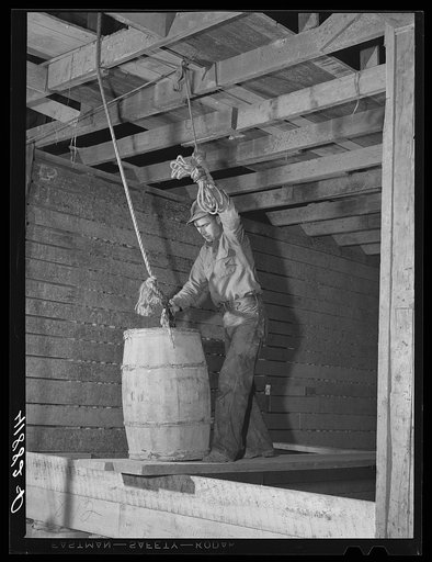 Hoisting potatoes to be dumped into a storage bin at the farm of Woodman Potato Company. Eleven miles north of Caribou, Maine