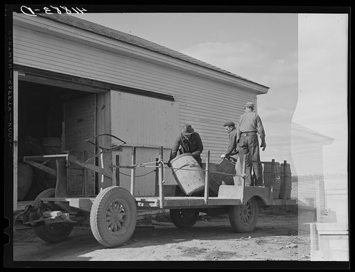 Unloading potatoes at the storage barn on one of the Woodman Potato Company farms, eleven miles north of Caribou, Maine