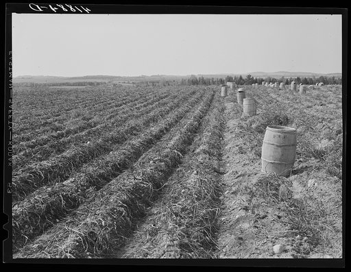 Untitled photo, possibly related to: Tractor-drawn potato digger in a field near Caribou, Maine